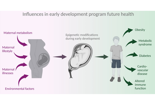Influences in early development program future health